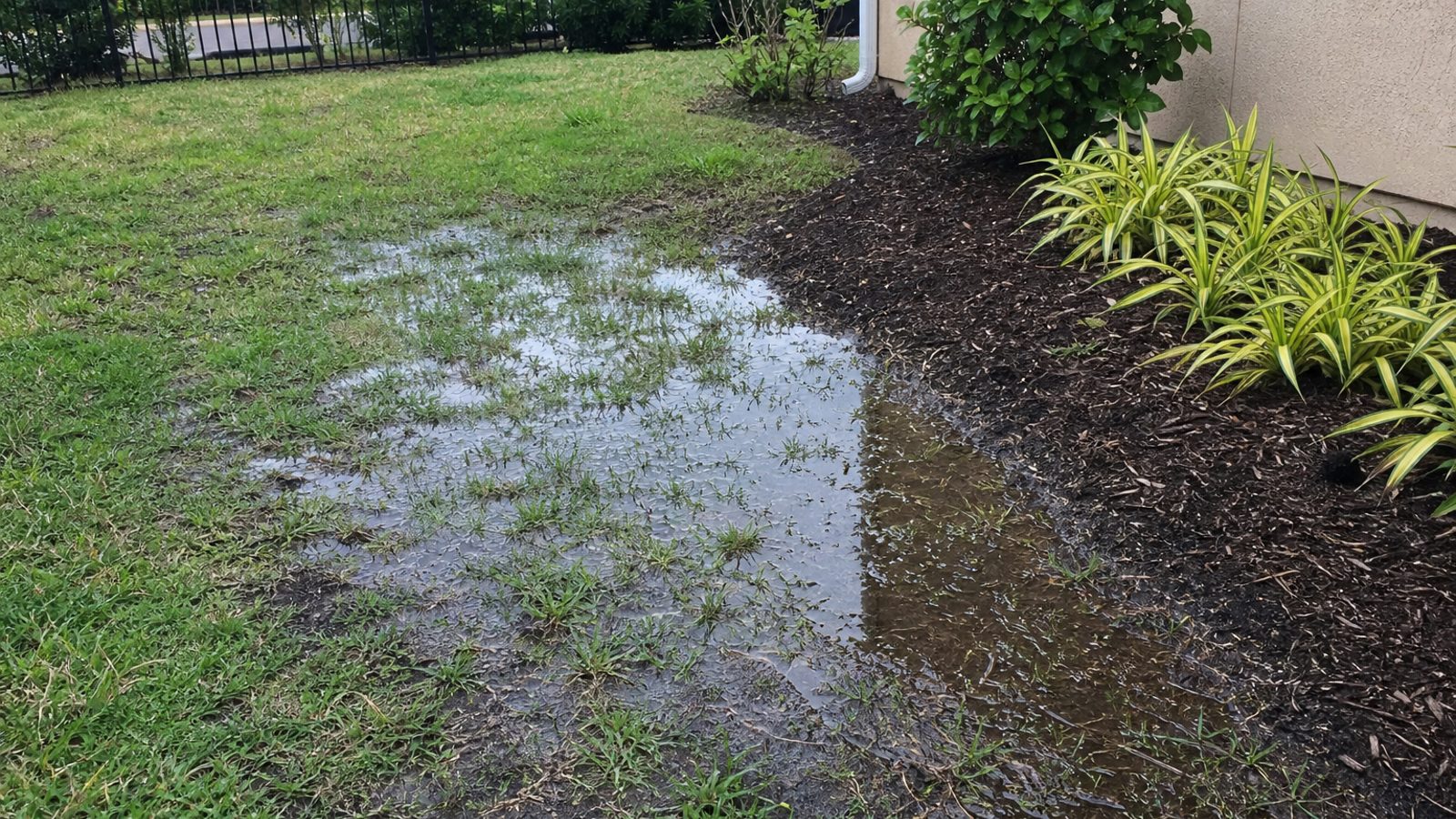 Florida backyard drainage low spot and landscape bed where mosquitoes can breed after rain
